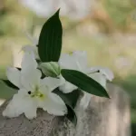 Addio ad Angelo Pavan, il ricordo commosso dell’assessore Roma