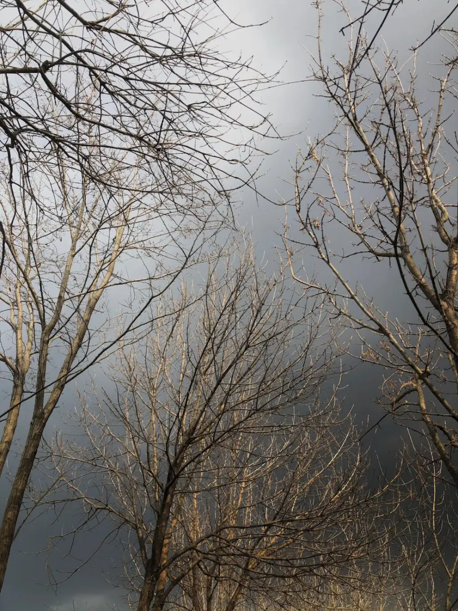 Verona, temporale con vento a 127 km/h: caduti 47 alberi