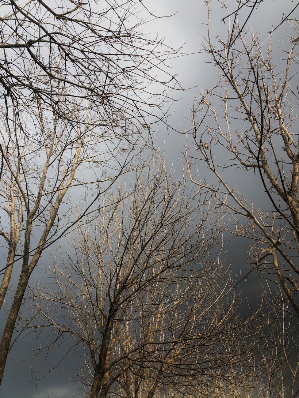 Verona, temporale con vento a 127 km/h: caduti 47 alberi
