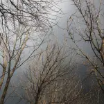 Verona, temporale con vento a 127 km/h: caduti 47 alberi