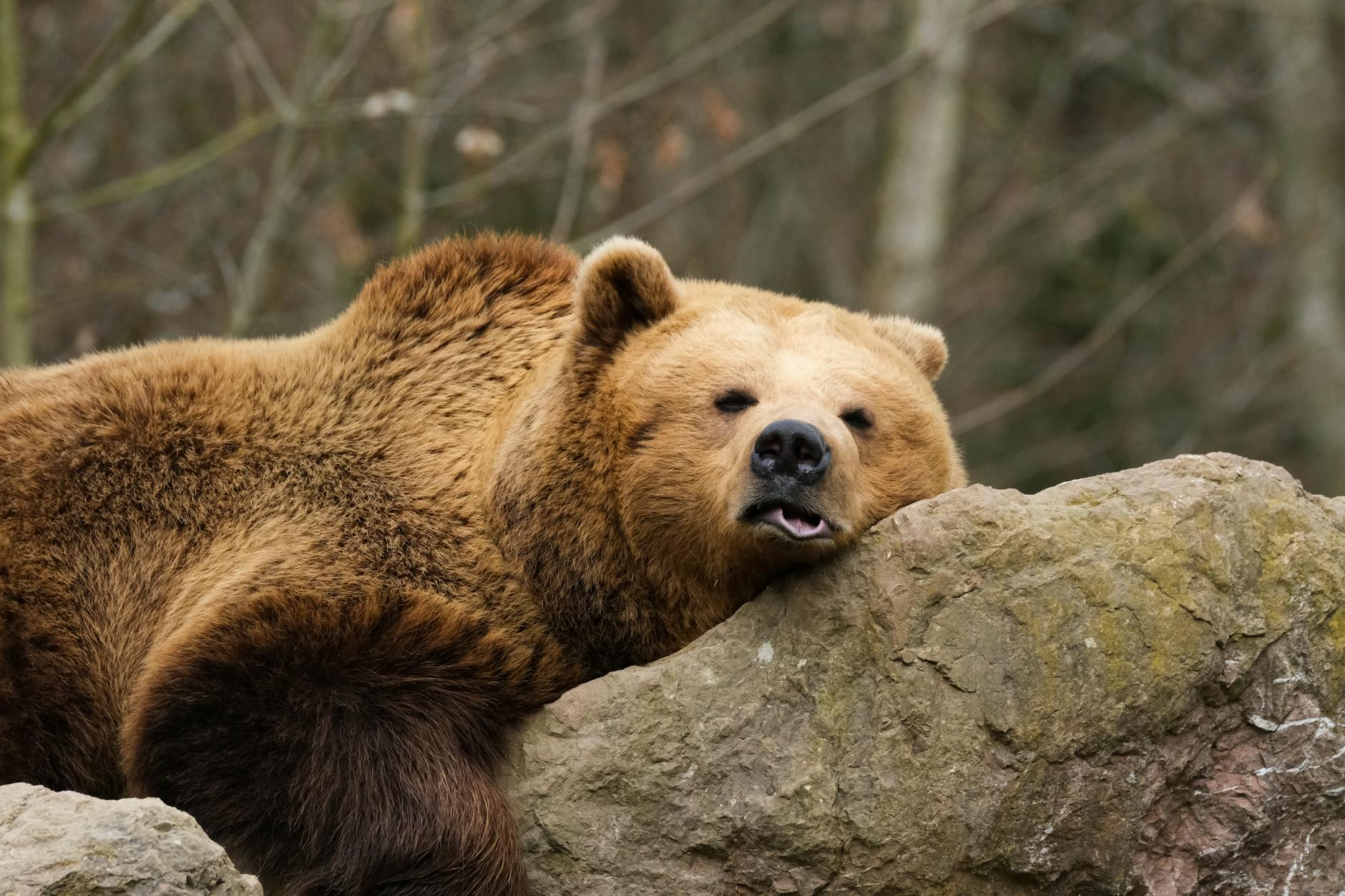 Orso sull’Altopiano di Asiago, monitoraggio nel Vicentino