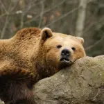 Orso sull’Altopiano di Asiago, monitoraggio nel Vicentino
