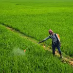 Nitrati, il Veneto chiede all’Europa di chiudere l’infrazione