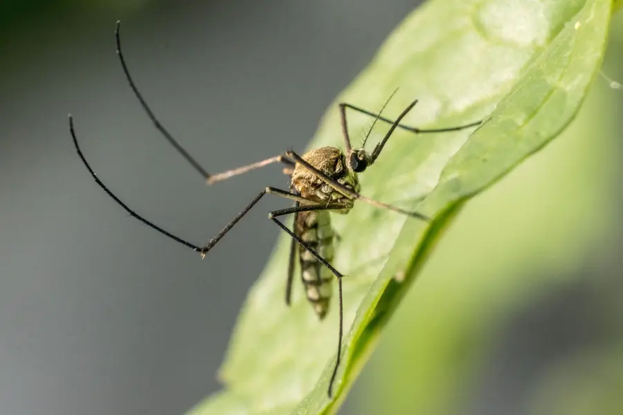 Veneto, primo caso West Nile a Villa Bartolomea