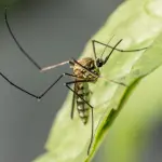 Veneto, primo caso West Nile a Villa Bartolomea