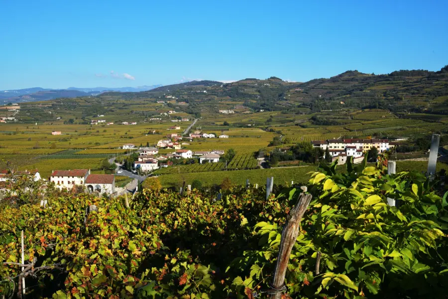 Soave DOC Verona: storia e cantine da visitare