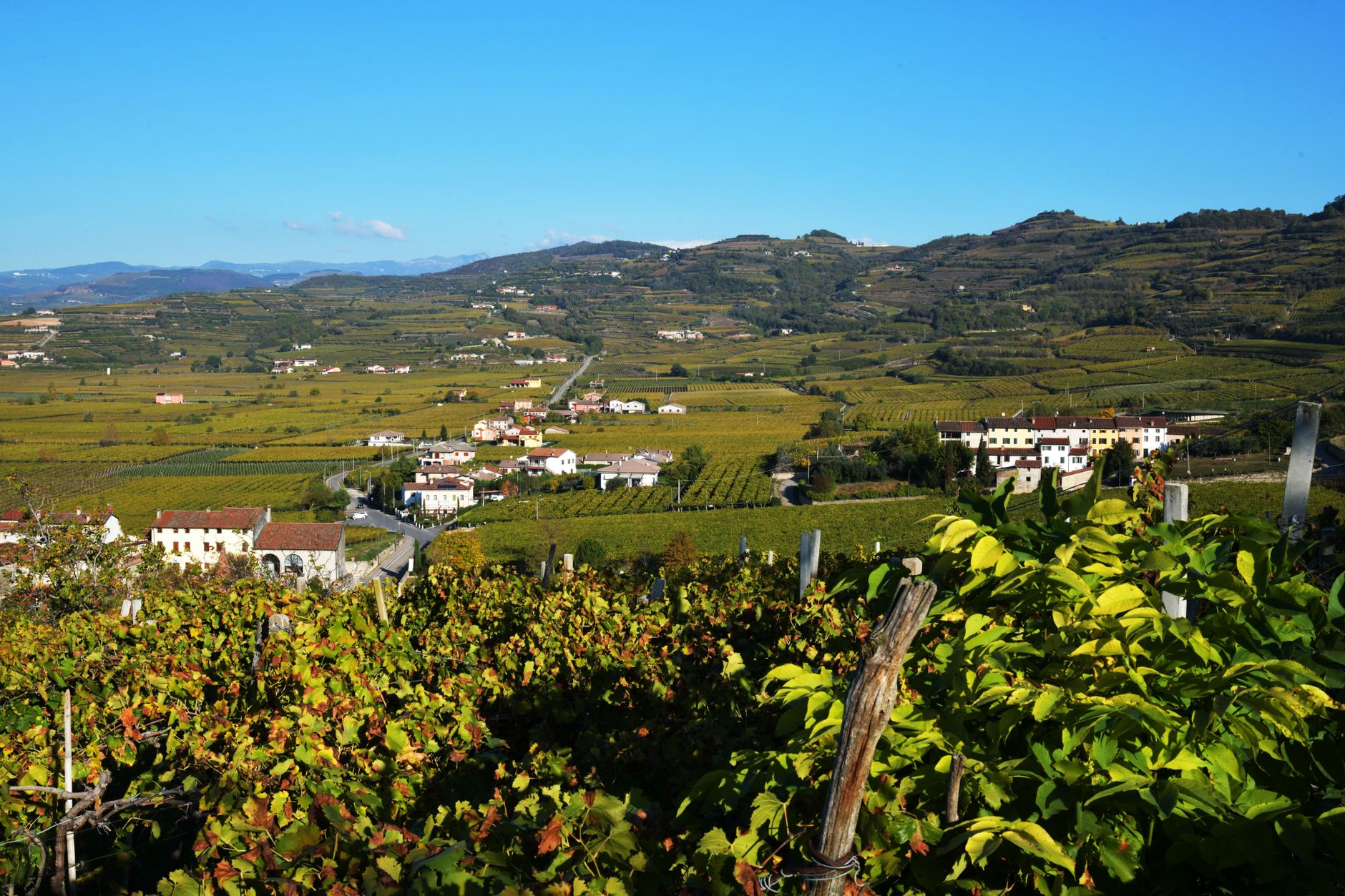 Soave DOC Verona: storia e cantine da visitare