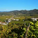 Soave DOC Verona: storia e cantine da visitare