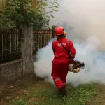 Dengue a Verona, disinfestazione in cinque vie fino al 1° agosto