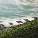 Granchio blu in Veneto, a Rovigo i dati del primo anno di monitoraggio