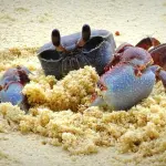 Rovigo, focus sul granchio blu: presentati i dati e il piano di monitoraggio