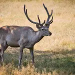 Carni da selvaggina, la Regione Veneto avvia un confronto tecnico tra istituzioni e mondo venatorio